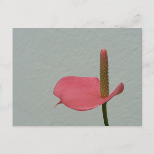 Anthurium Postkarte (Vorderseite)