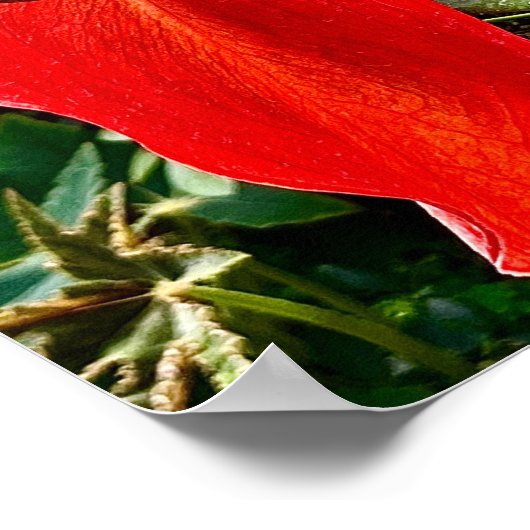 Anthurium Red Blume Mexiko Poster (Ecke)