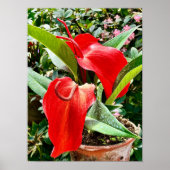 Anthurium Red Blume Mexiko Poster (Vorne)