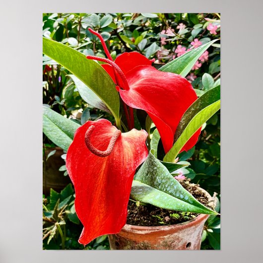 Anthurium Red Blume Mexiko Poster (Vorne)