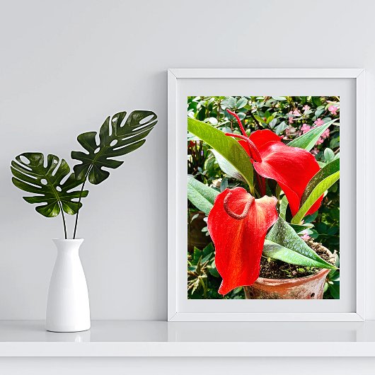 Anthurium Red Blume Mexiko Poster