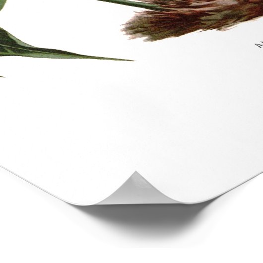 Anthurium scherzerianum poster (Ecke)