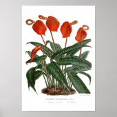Anthurium scherzerianum poster (Vorne)