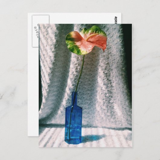 Anthurium und Blauflasche leben noch Postkarte (Vorne/Hinten)