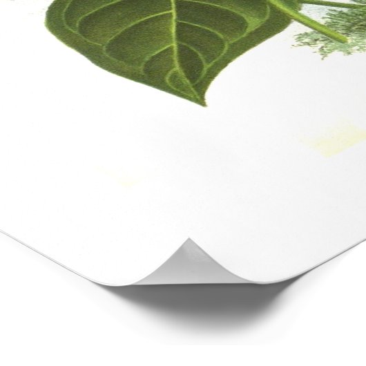 Anthurium und Reanum Poster (Ecke)