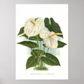 Anthurium und Reanum Poster (Vorne)