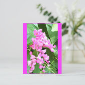 Antigonon leptopus oder Coral Vine, Postkarte (Stehend Vorderseite)