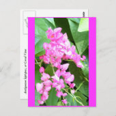 Antigonon leptopus oder Coral Vine, Postkarte (Vorne/Hinten)