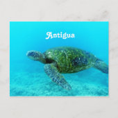 Antigua Hawk Billed Turtle Postkarte (Vorderseite)