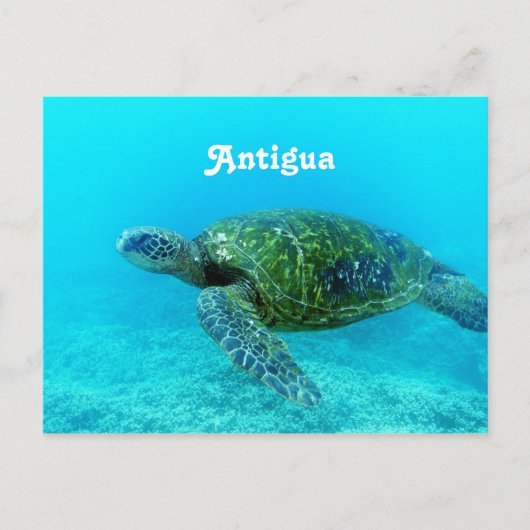 Antigua Hawk Billed Turtle Postkarte (Vorderseite)