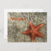 Antigua Starfish Postkarte (Vorne/Hinten)