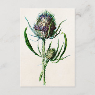 Antik 1902 Alte Schottische Distel Wilde Blume Karte