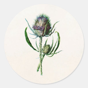 Antik 1902 Alte Schottische Distel Wilde Blume Runder Aufkleber