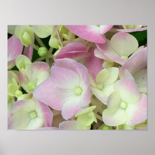 Antik Weiß und Dusty Pink Hydrangea Petals Poster