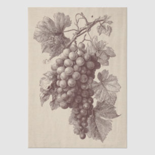 Antikdruck von Weinberg-Trauben Seidenpapier