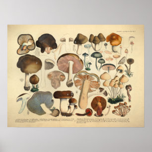 Antike 1831 Pilzsorten Braundruck Rot Poster