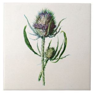 Antike 1902 alte schottische Distel Wildblume Fliese