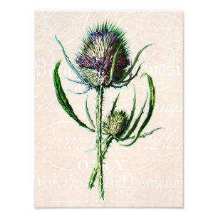 Antike 1902 Schottische Distel Alte Wilde Blume Fotodruck