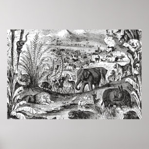 Antike afrikanische Tierillustrationen aus dem 19. Poster
