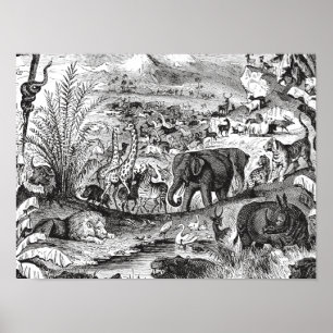 Antike afrikanische Tierillustrationen aus dem 19. Poster