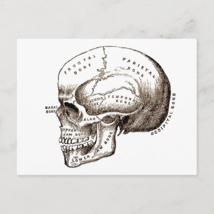 Antike Anatomie Anatomischer Schädel Postkarte