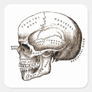 Antike Anatomie Anatomischer Schädel Quadratischer Aufkleber