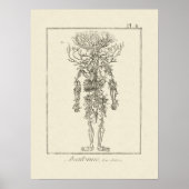 Antike anatomische Gravierungen Poster (Vorne)