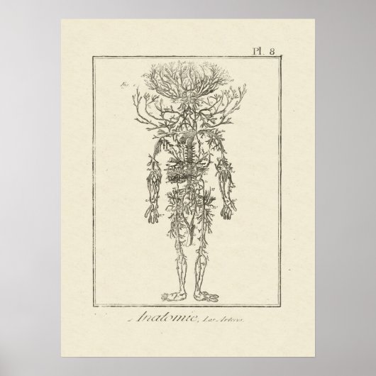 Antike anatomische Gravierungen Poster (Vorne)
