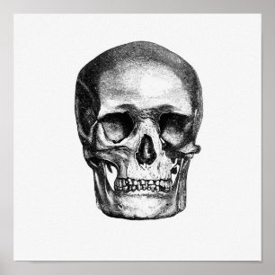 Antike anatomische Illustration Poster