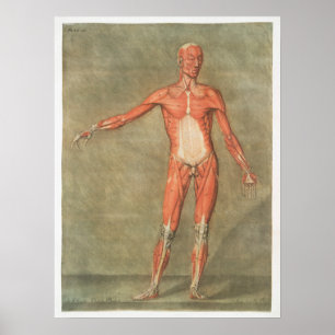 Antike anatomische Illustration Poster