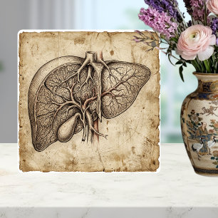 Antike anatomische Leber-Tuschezeichnung Sepia Fliese