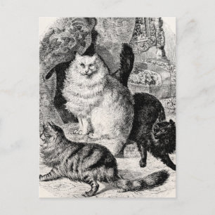 Antike Angora-Katze Illustration Perserkatzen 1800 Postkarte