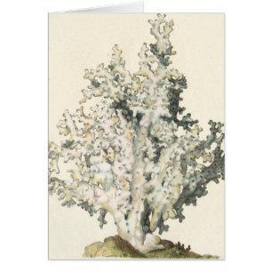 Antike Aquarell-Koralle