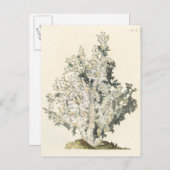 Antike Aquarell-Koralle Postkarte (Vorne/Hinten)