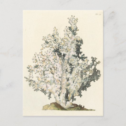 Antike Aquarell-Koralle Postkarte (Vorderseite)
