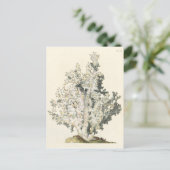 Antike Aquarell-Koralle Postkarte (Stehend Vorderseite)