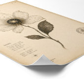 Antike astronomische Blumenwandkunst Poster (Ecke)