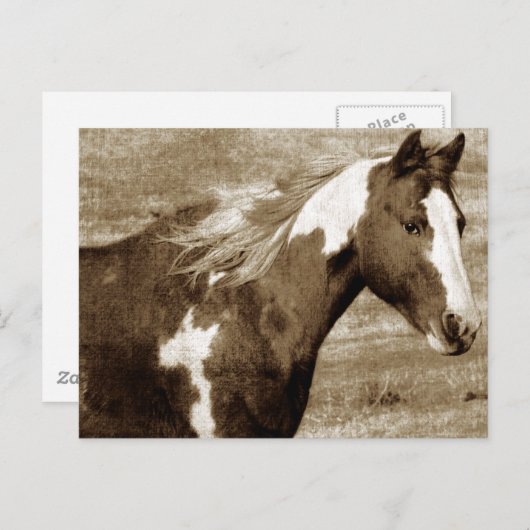 Antike Aussicht Paint Mare Postkarte (Vorne/Hinten)