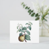 Antike Birne Postkarte (Stehend Vorderseite)