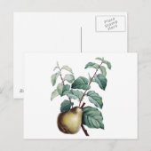 Antike Birne Postkarte (Vorne/Hinten)
