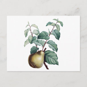 Antike Birne Postkarte