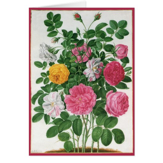Antike blühende Blumen, Frühlingsgartenrosen (Vorne)