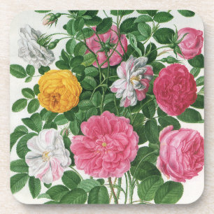 Antike blühende Blumen, Frühlingsgartenrosen Getränkeuntersetzer