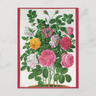 Antike blühende Blumen, Frühlingsgartenrosen Postkarte