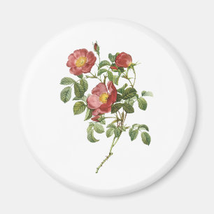 Antike Blumen Florale rote Liebesrose von Redoute Magnet