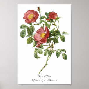 Antike Blumen Florale rote Liebesrose von Redoute Poster