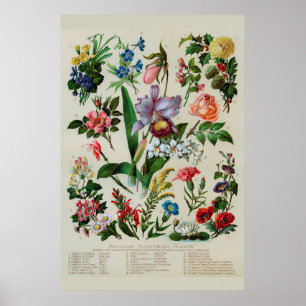 Antike Blumen Rustikale Blüten Poster