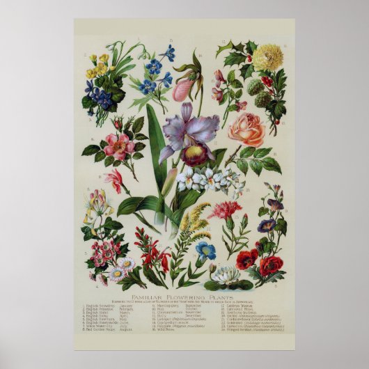 Antike Blumen Rustikale Blüten Poster (Vorne)