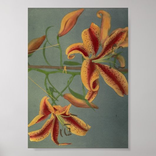 Antike Blumenfotografie Poster (Vorne)