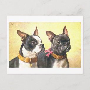Antike Boston Terrier Postkarte